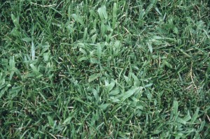 crabgrass1